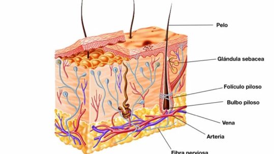 folículo-piloso