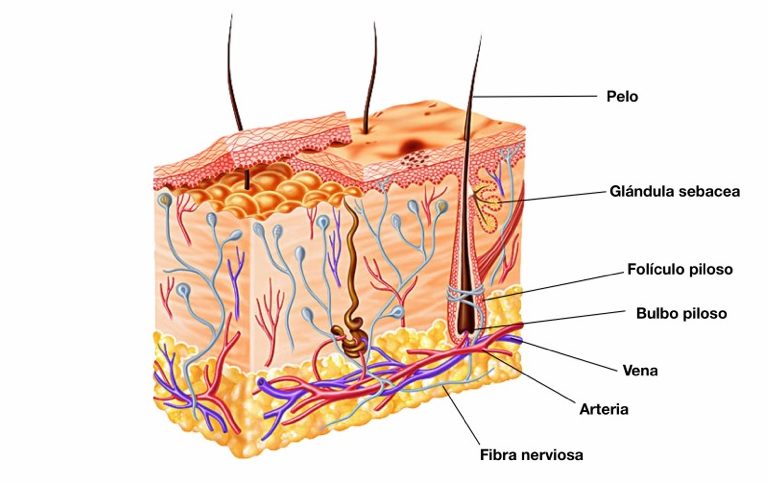 folículo-piloso